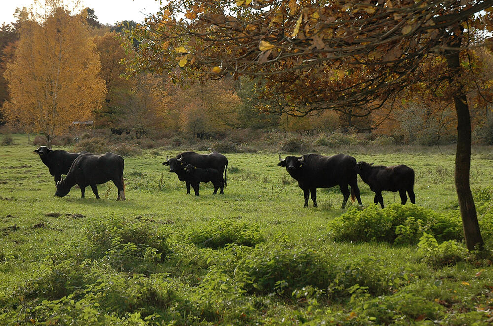 Wasserbüffel in der Wahner Heide © Flughafen Köln/Bonn