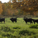 Wasserbüffel in der Wahner Heide © Flughafen Köln/Bonn
