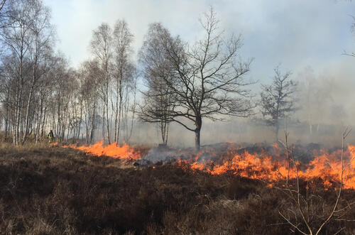 Kontrolliertes Brennen auf der NNE-Fläche Glücksburger Heider &copy; Rathmann/Bundesforst