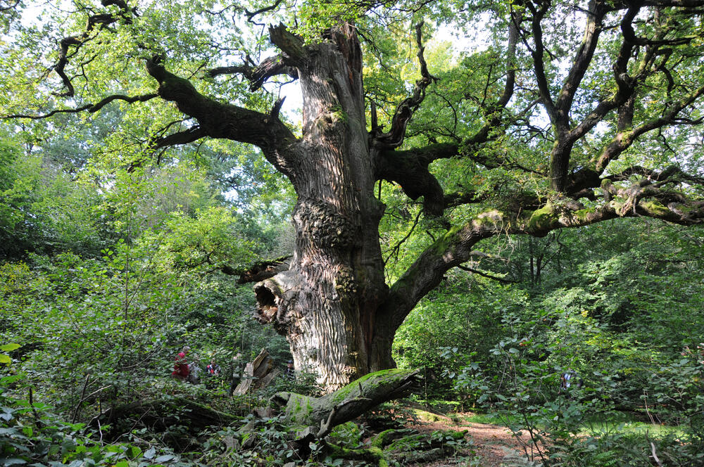 Eichenrelikt © Andreas Mölder