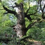 Eichenrelikt © Andreas Mölder