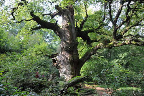 Eichenrelikt © Andreas Mölder