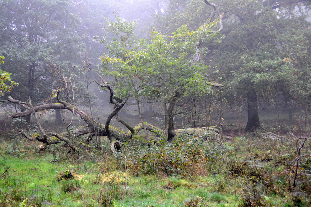 Totholz © Andreas Mölder