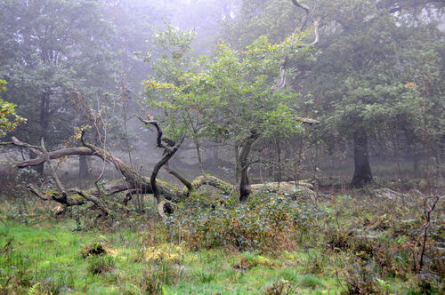 Totholz © Andreas Mölder