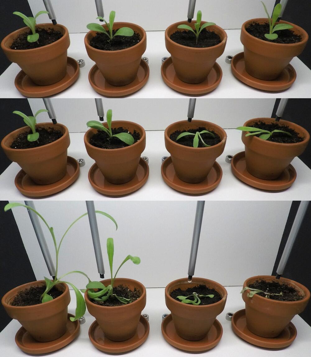 Unkrautbehandlung durch Laser (Laser NUBELA) © Laser Zentrum Hannover e.V.