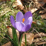 DBU-Park im Frühling 