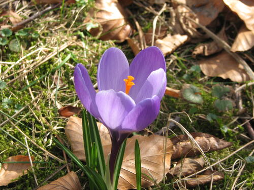 DBU-Park im Frühling 