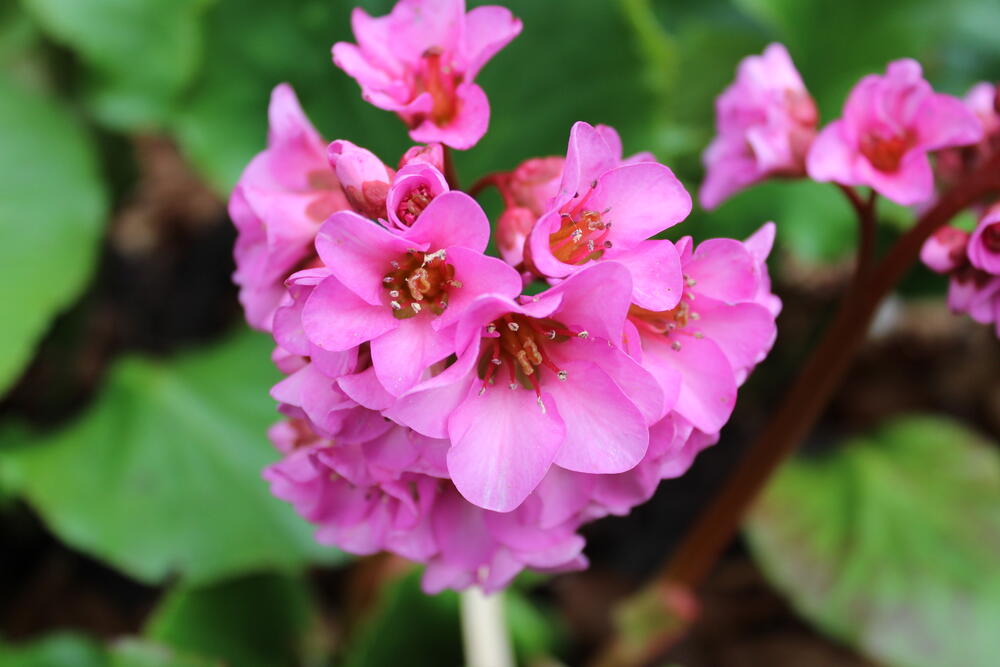 Frühling im DBU-Park  © DBU, Christine Busch