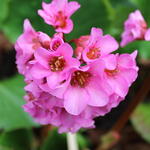 Frühling im DBU-Park  © DBU, Christine Busch