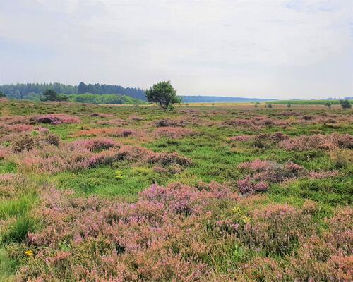Offenland © Kathrin Wiener/DBU Naturerbe 