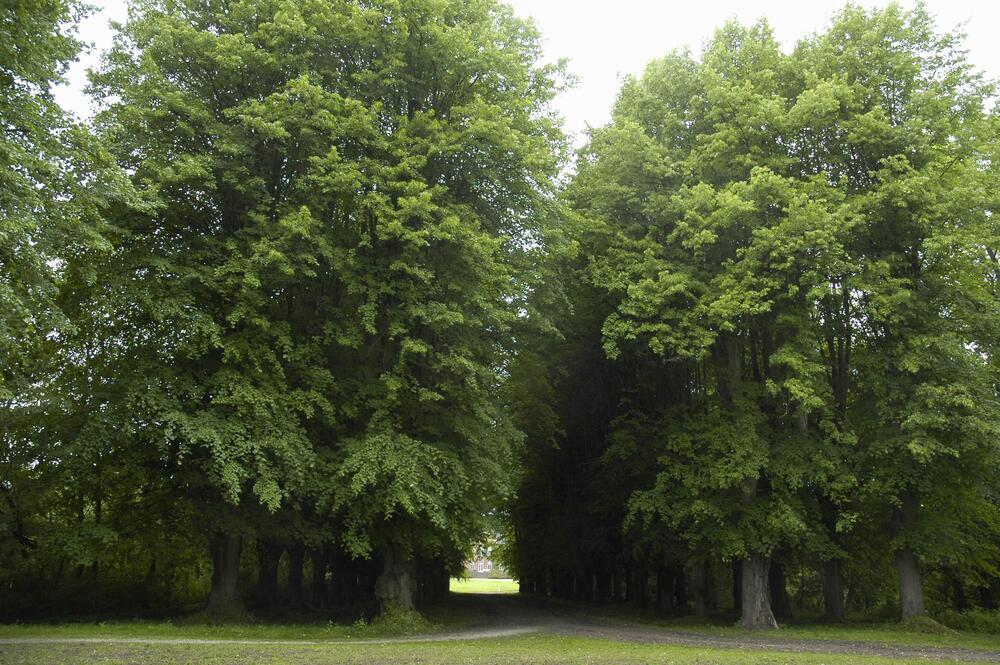 Allee in Farve &copy; Planungsbüro Mordhorst-Brettschneider