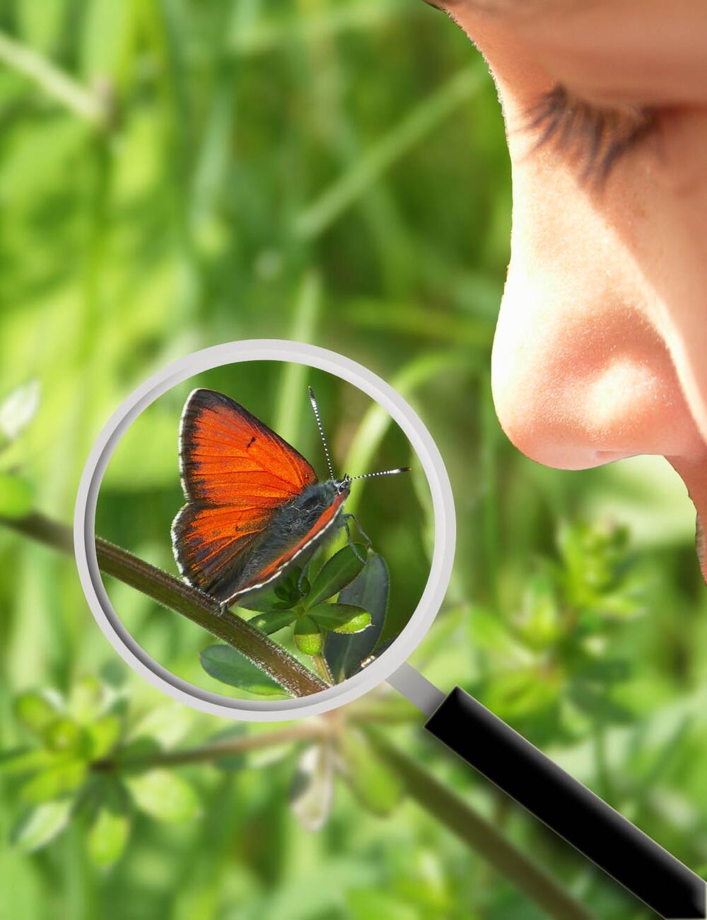 Schmetterling © Deepen-Wieczorek, Hirneisen/Piclease