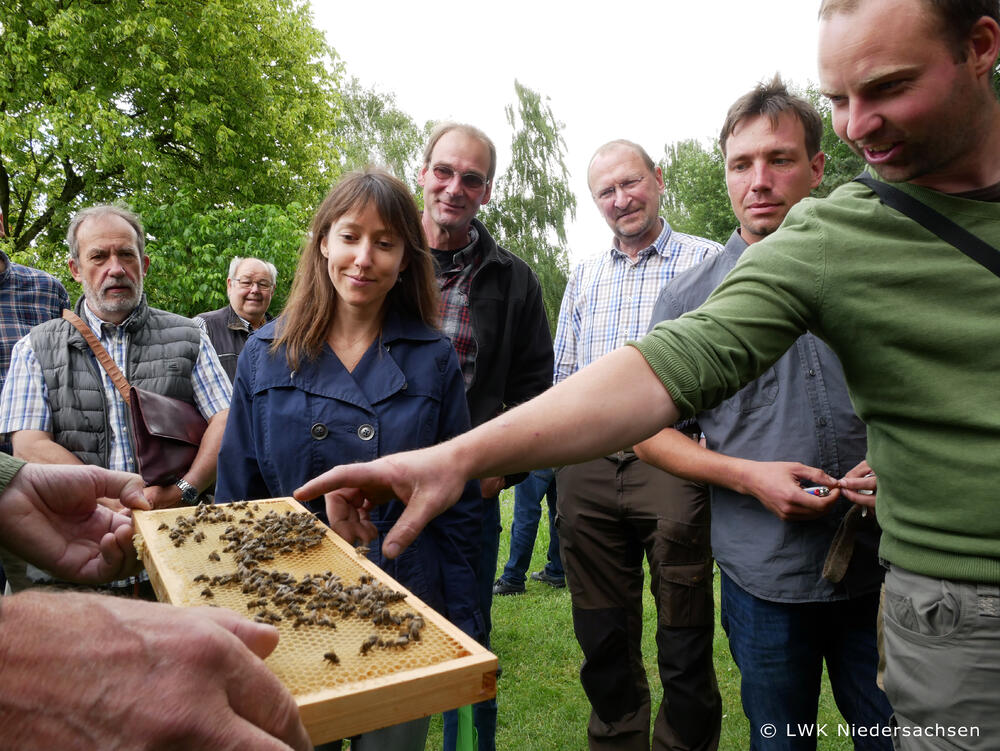 Bienenstand, Trachtenbörse, AZ 33016 © Landwirtschaftskammer Niedersachsen