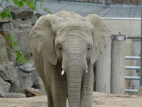 Zoo Osnabrück &copy; Zoo Osnabrück