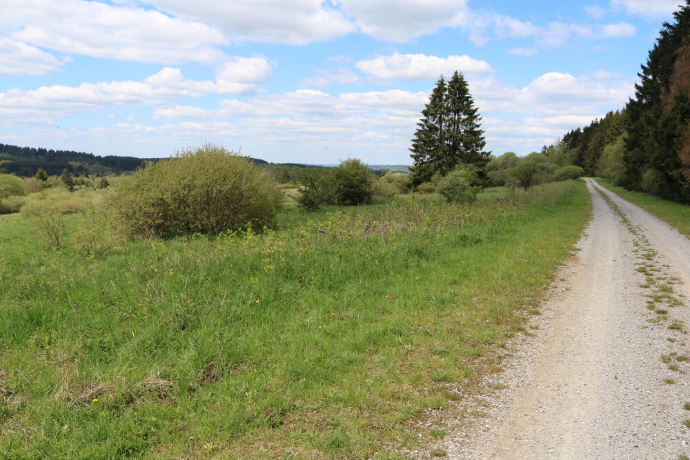 DBU-Naturerbefläche Stegskopf © DBU Naturerbe GmbH