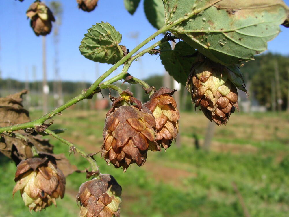 Hopfen Blattlaus 