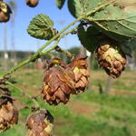 Hopfen Blattlaus 