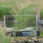 Sohlgleiten in der Ueckermünder Heide 