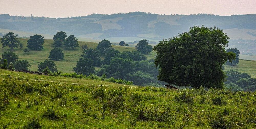 AZ 37480 Hutewälder Rumänien © BBU, Cluj-Napoca