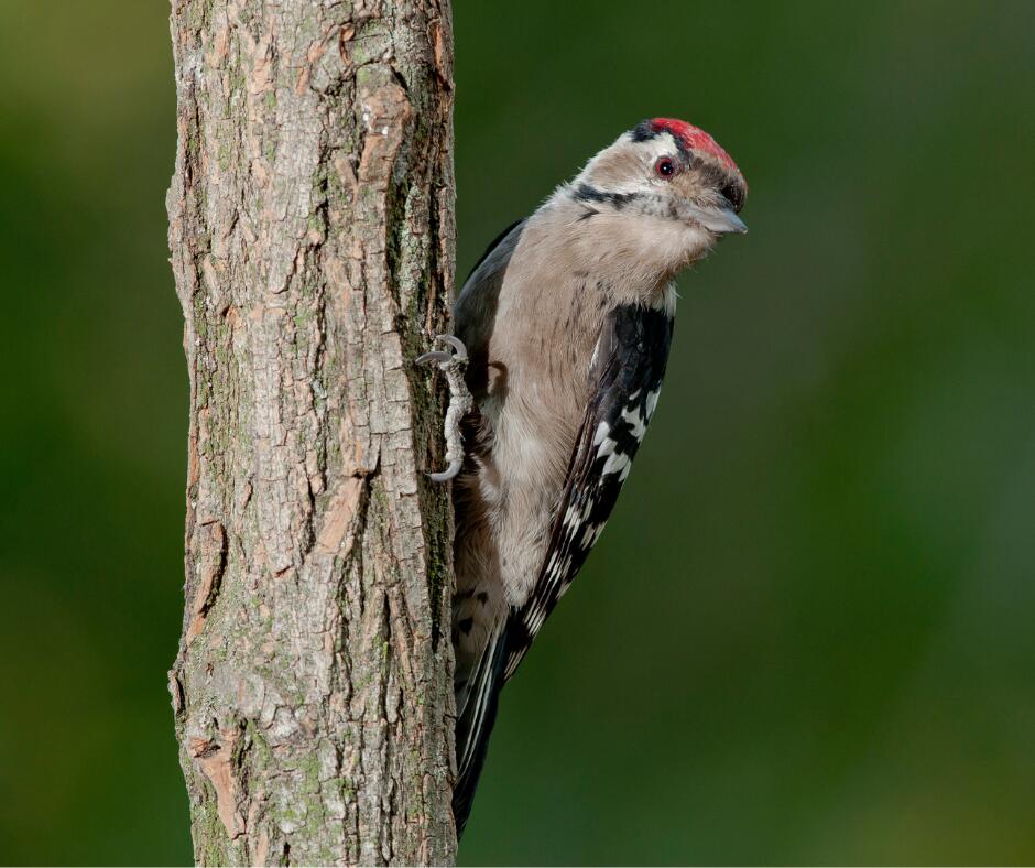Der Kleinspecht ist nicht größer als ein Spatz. © Canva