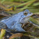 Moorfrosch 