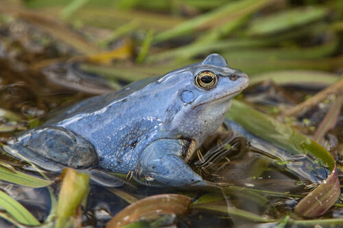 Moorfrosch 
