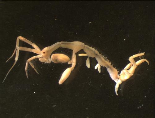 Caprella mutica ©  Foto: H. Reiss