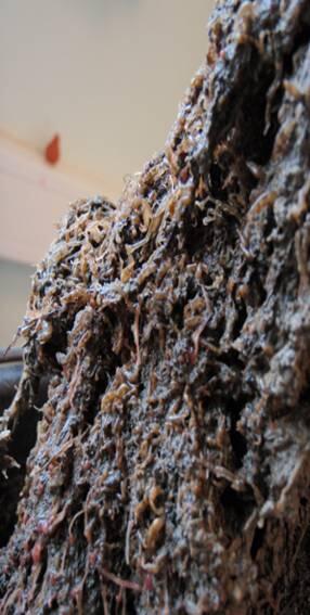 Massenbesiedlung von C. mutica 1 © Foto: U. Schückel