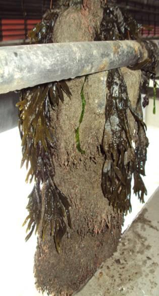 Massenbesiedlung von C. mutica 2 © Foto: U. Schückel