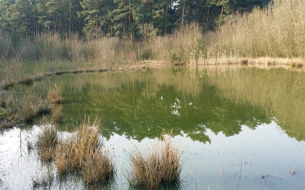 Stillgewässer auf der DBU-Naturerbefläche Arsbeck © DBU Naturerbe/Wahmhoff