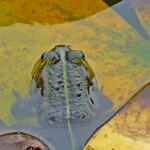 Grünfrosch © Uwe Fuellhaas/DBU Naturerbe