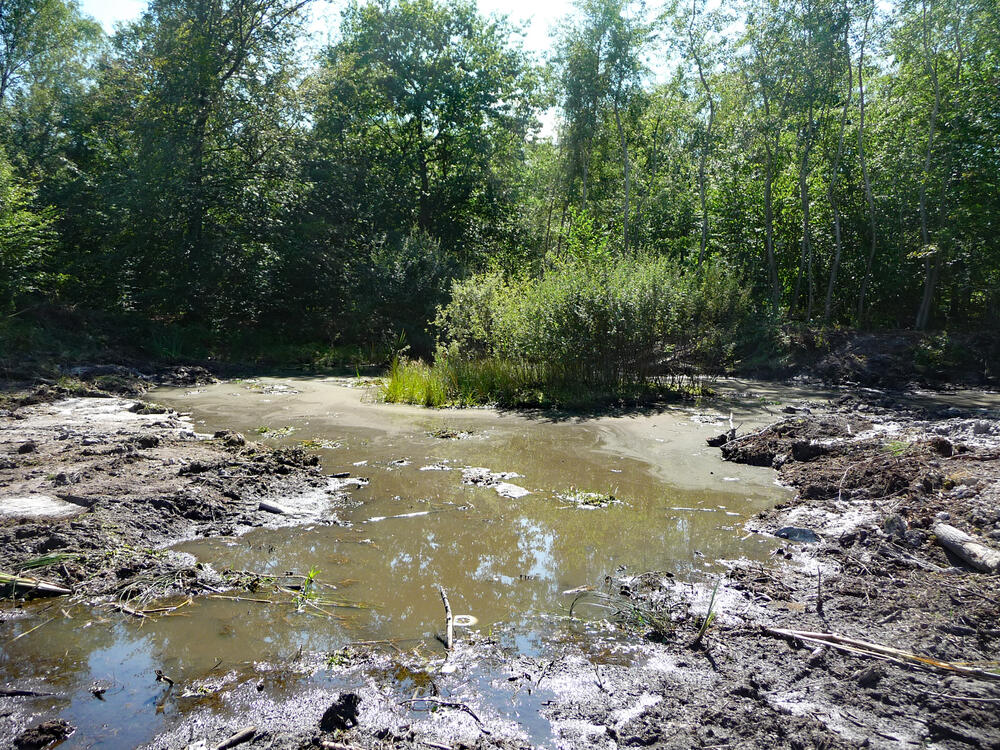 Entschlammtes Kleingewässer auf DBU-Naturerbefläche Wahner Heide © Uwe Fuellhaas/DBU Naturerbe