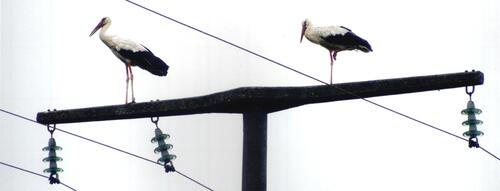 Strommast mit Hängeisolatoren - sicherer Rastplatz für Weißstörche © Georg Fiedler