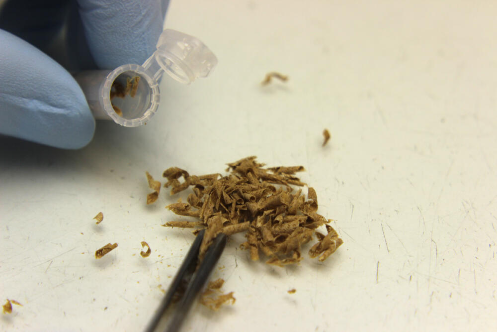 Präparierte Holzspäne werden in ein Reaktionsgefäß zur nachfolgenden genetischen Analyse überführt. © Deutsche Bundesstiftung Umwelt