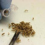 Präparierte Holzspäne werden in ein Reaktionsgefäß zur nachfolgenden genetischen Analyse überführt. © Deutsche Bundesstiftung Umwelt