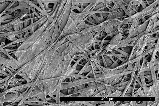 Zellstoff von tropischen Laubhölzern © Thünen Institut/Andrea Olbrich