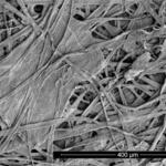 Zellstoff von tropischen Laubhölzern © Thünen Institut/Andrea Olbrich