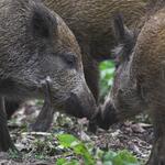 Wildschweine © Andreas Lettow/piclease