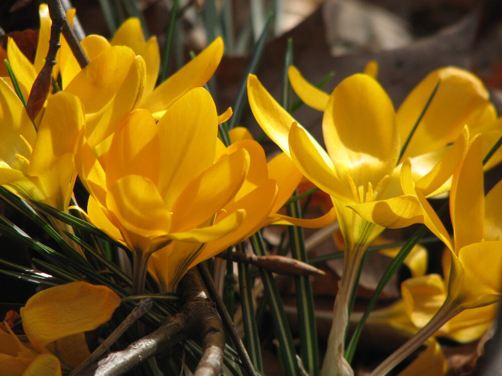 Frühling im DBU-Park 