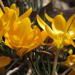 Frühling im DBU-Park 