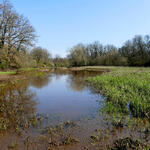 Renaturierte Flutrinne © Andreas Regner/Biosphärenreservat Mittelelbe