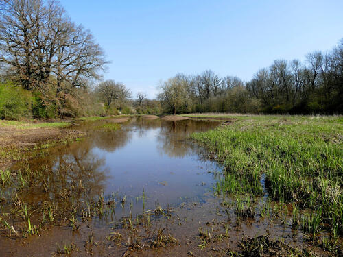 Renaturierte Flutrinne © Andreas Regner/Biosphärenreservat Mittelelbe