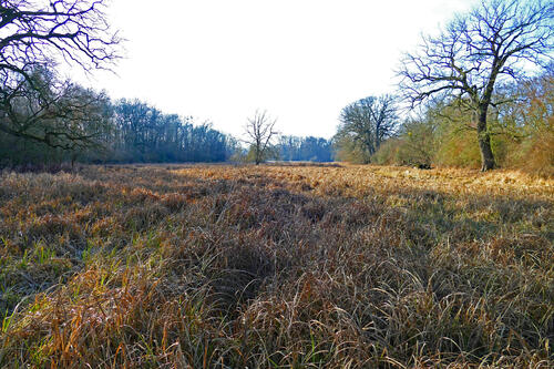 Verlandedet Flutrinne vor Bauarbeiten © Andreas Regner/Biosphärenreservat Mittelelbe