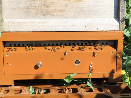 ÄNDERN? - BeeCheck Frühwarnsystem © JKI