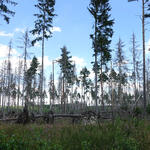 DBU-Naturerbefläche Pöllwitzer Wald  © Robert Zimmermann-Safar/Bundesforst