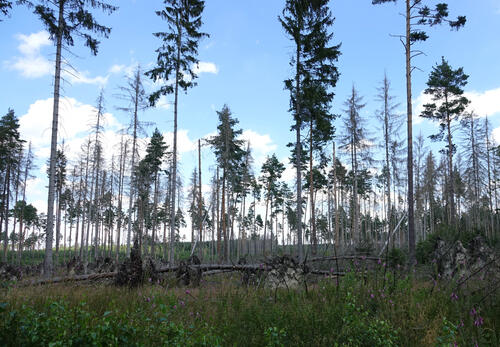 DBU-Naturerbefläche Pöllwitzer Wald  © Robert Zimmermann-Safar/Bundesforst