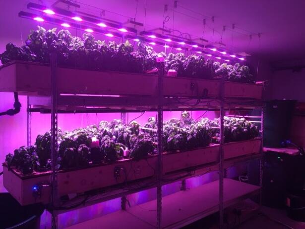 Aquaponic-system in the USAMV, Cluj Napoca © Radu M. Giurgiu