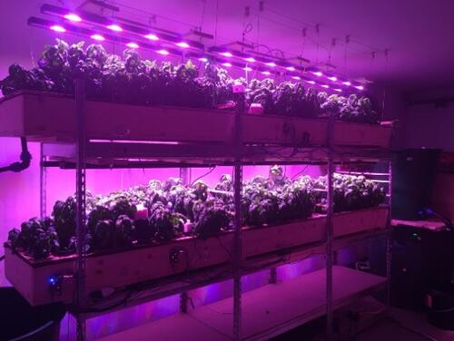 Aquaponic-system in the USAMV, Cluj Napoca © Radu M. Giurgiu