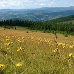 Projektbild AZ 35006 Schutz des artenreichen Graslands im Apuseni-Gebirge  © Projektpartner/Deutsche Bundesstiftung Umwelt
