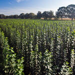 Agrarholzfläche &copy; Peter Leßmann